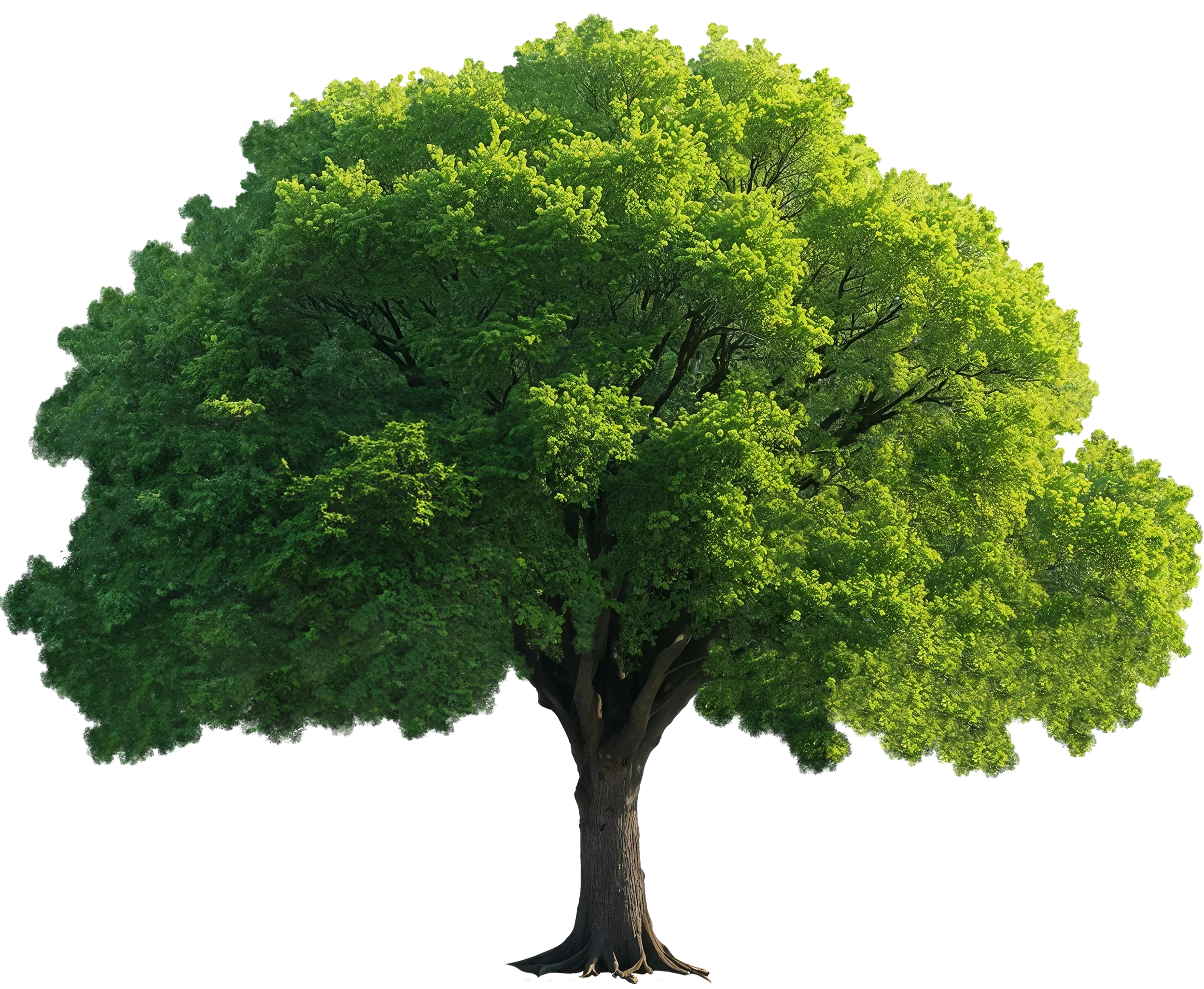 image of tree