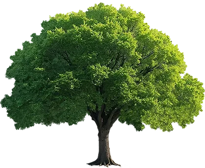 image of tree